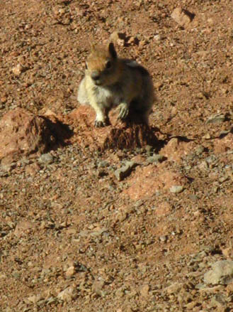 Squirrel living at the Sonora Gap, 10,400 feet, July 2009